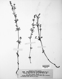 Melanotaenium endogenum image